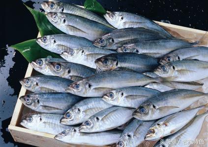 馬鮫魚的營養價值吃馬鮫魚怎麼做好吃 M頭條
