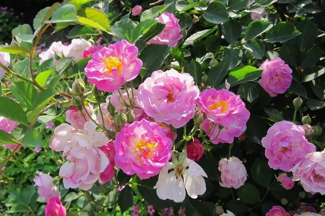 薔薇花 一般指的是多花薔薇或野薔薇及其園藝品種 M頭條